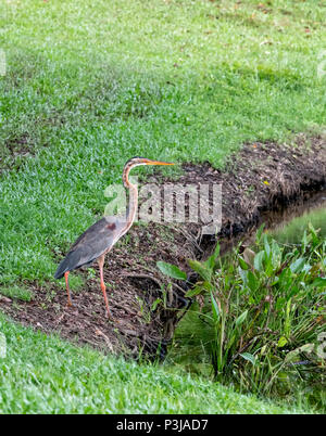 Héron pourpré (Ardea purpurea) de chasser une proie au bord d'un étang à Kota Kinabalu, Sabah, Bornéo, Malaisie Banque D'Images