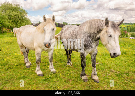 Close up de blanc et deux chevaux percherons français pommelé, province du Perche, France Banque D'Images