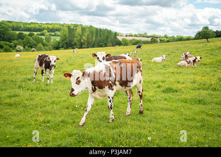 Brow et blanc vaches qui paissent sur champ vert herbeux dans le Perche, France. Paysage de campagne d'été et des pâturages pour les vaches Banque D'Images