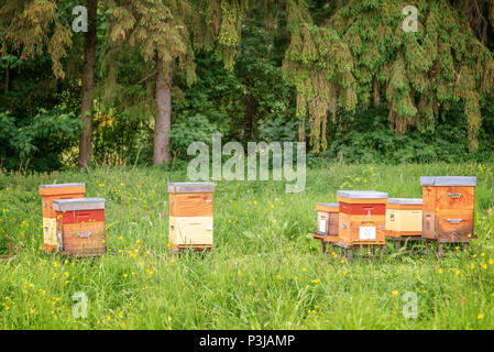 Des ruches d'un champ d'herbe verte près d'une forêt en France Banque D'Images