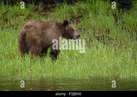 Ours brun, l'ours grizzli (Ursus arctos) d'oursons dans le sanctuaire de Khutzeymateen Grizzly, British Columbia, Canada Banque D'Images