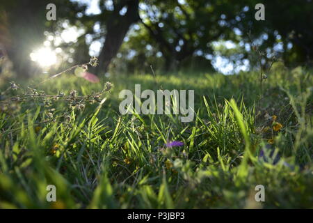 Close-up de l'herbe pendant le coucher du soleil montrant le soleil dans la scène : elle a été prise dans un après-midi d'été. Banque D'Images