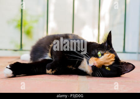 Belle écaille calico tabby cat allongé sur un balcon Banque D'Images