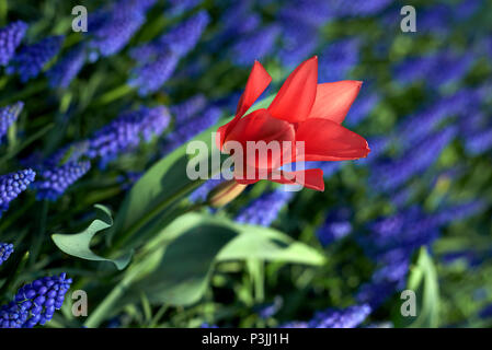 Prise de vue au grand angle d'un champ de fleurs de jacinthe pourpre en fleurs à Keukenhof avec une fleur rouge au milieu clairement perdu Banque D'Images