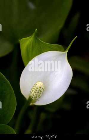 Bog arun, également appelé Wild Calla Calla des marais, l'eau, l'eau, l'Arum arum et l'eau-dragon, Calla palustris Banque D'Images