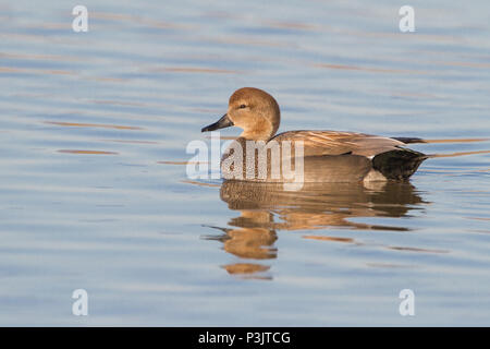 Portrait d'un mâle canard chipeau sur l'eau. Banque D'Images