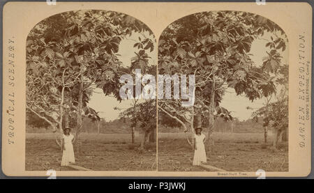 Pain-fruit tree 42, par O'Sullivan, Timothy H., 1840-1882 Banque D'Images