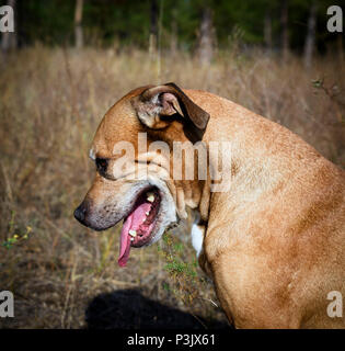 American pit-bulls rouge triste assis sur la nature, et baissa la tête Banque D'Images