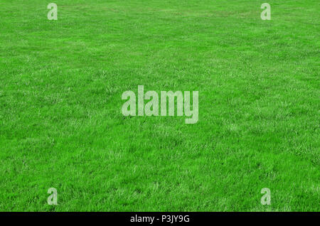 Photo du site avec même recadrée à l'herbe verte. Allée couverte de gazon ou herbe verte fraîche Banque D'Images