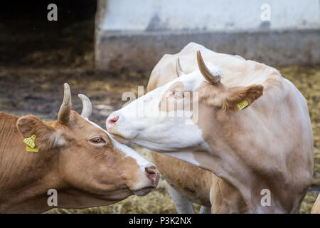 Des bovins (Bos primigenius taurus) Banque D'Images