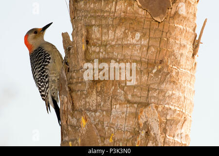 Woodpecker, Pelican Island National Wildlife Refuge, en Floride Banque D'Images