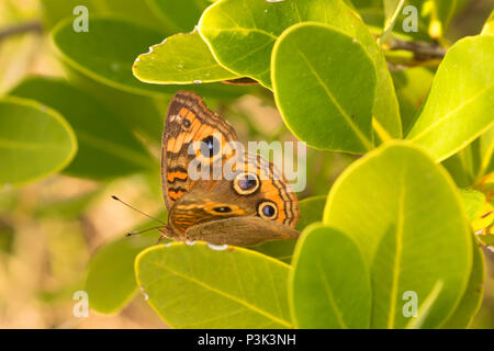 Papillon, l'île Pelican National Wildlife Refuge, en Floride Banque D'Images