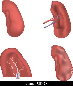 La rate anatomie laitance icons set, style réaliste Illustration de Vecteur