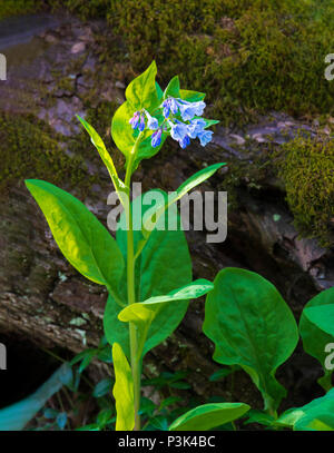 Gros plan vertical d'un Virginia Bell Flower bleu dans les Smoky Mountains. Banque D'Images