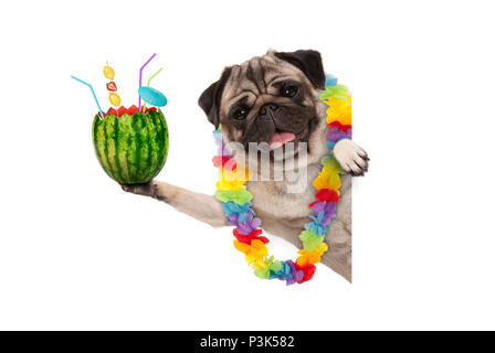 Pug dog été frolic avec guirlande de fleurs hawaïennes, holding watermelon cocktail avec parasol et de pailles, isolé sur fond blanc Banque D'Images