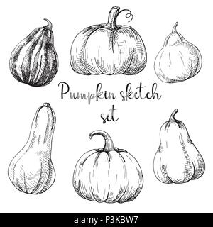 Jeu de citrouille à la main isolé sur fond blanc. Vector illustration d'un croquis de style. Illustration de Vecteur