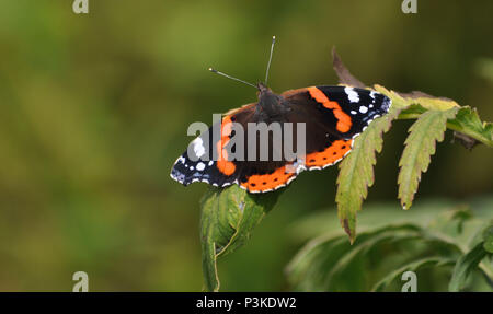 L'amiral rouge papillon - Vanessa atalanta Banque D'Images