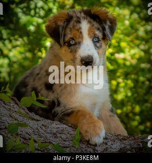 Chiot berger australien, 3 mois Banque D'Images