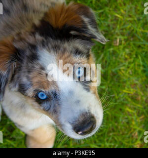 Chiot berger australien, 3 mois, Banque D'Images