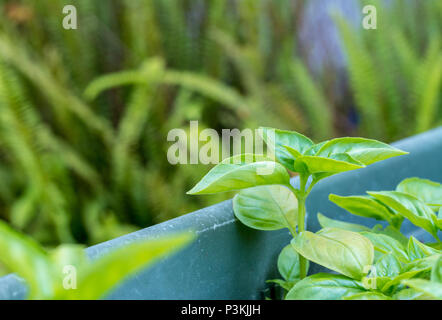 Petite plante de basilic dans un vase dans un jardin Banque D'Images