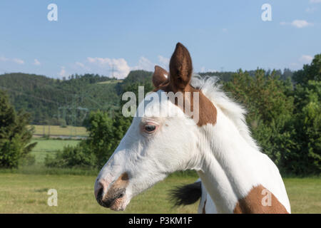 Portrait de la tête du nouveau-né blanc taches marron poulain à l'extérieur. Banque D'Images