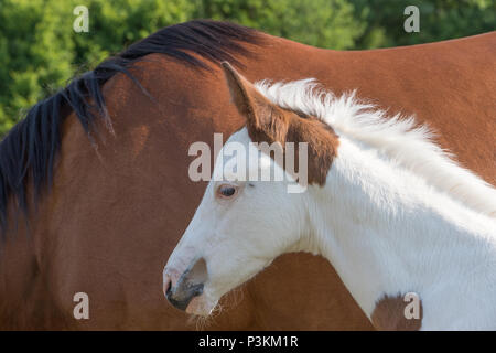 Portrait du nouveau-né poulain blanc marron avec brown mère cheval dans l'arrière-plan. Banque D'Images