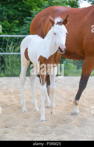 Portrait of cute newborn foal taches marron blanc debout à côté de la mère brown horse Banque D'Images