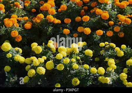 Floraison Fleurs de fleurs dans le jardin. De nombreuses petites fleurs jaune et orange. Dans le parc de calendula Banque D'Images