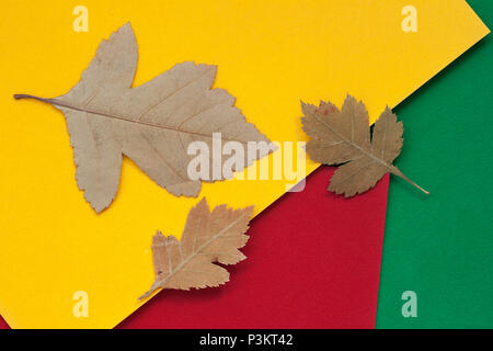 Trois feuilles séchées d'automne gros plan sur papier brillant de couleur, l'arrière-plan avec copie espace pour le texte. Vue de dessus. Concept de l'automne, l'école élémentaire, passe-temps, loisirs Banque D'Images