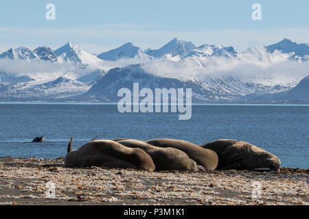 La Norvège, Svalbard, Spitzberg, l'Isfjord, Poolepynten. Morse de l'Atlantique (Odobenus rosmarus rosmarus) coastal sortir avec le morse nager dans la distanc Banque D'Images