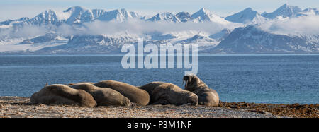 La Norvège, Svalbard, Spitzberg, l'Isfjord, Poolepynten. Morse de l'Atlantique (Odobenus rosmarus rosmarus) sortir des zones côtières. Banque D'Images