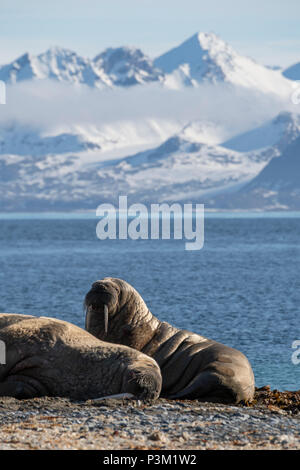 La Norvège, Svalbard, Spitzberg, l'Isfjord, Poolepynten. Morse de l'Atlantique (Odobenus rosmarus rosmarus) sortir des zones côtières. Banque D'Images