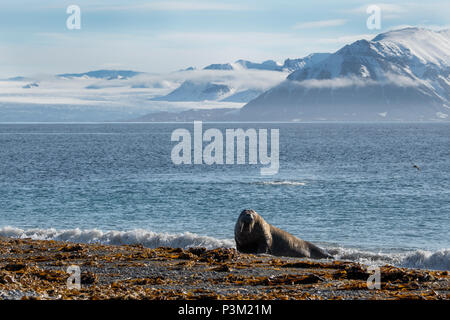 La Norvège, Svalbard, Spitzberg, l'Isfjord, Poolepynten. Morse de l'Atlantique (Odobenus rosmarus rosmarus) sortir des zones côtières. Banque D'Images