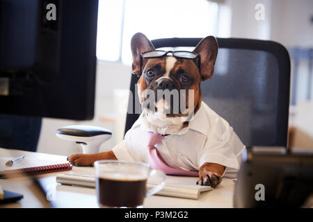 Bouledogue Français habillés en Businessman travaille au Bureau sur l'ordinateur Banque D'Images