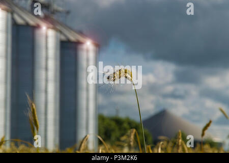 La production alimentaire saine sur ferme avec ciel bleu pleine et le Banque D'Images