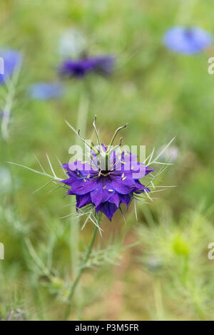 Nigella damascena. L'amour dans une brume fleur Banque D'Images