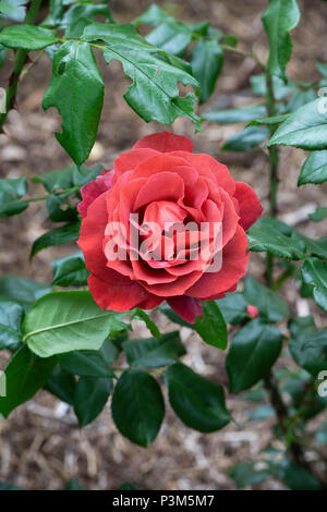 Rosa 'chocolat' / Wekpaltlez. Floribunda rose. UK Banque D'Images