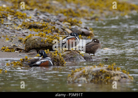 Les arlequins plongeurs (Histrionicus histrionicus) dans l'entrée d'Khutzeymateen, British Columbia, Canada Banque D'Images