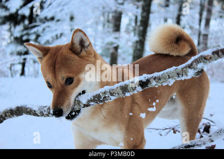 Shiba-Inu dans la forêt durant l'hiver Banque D'Images