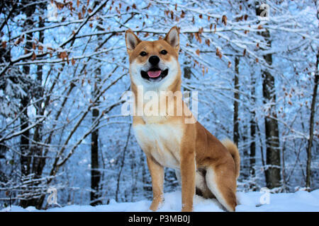 Shiba-Inu dans la forêt durant l'hiver Banque D'Images