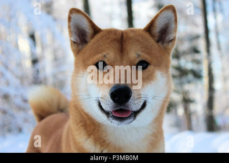 Shiba-Inu dans la forêt durant l'hiver Banque D'Images