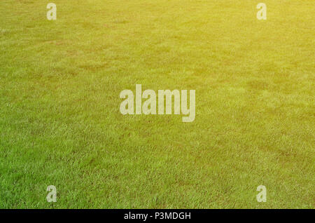 Photo du site avec même recadrée à l'herbe verte. Allée couverte de gazon ou herbe verte fraîche Banque D'Images