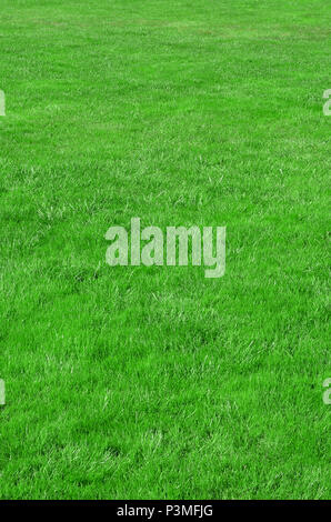 Photo du site avec même recadrée à l'herbe verte. Allée couverte de gazon ou herbe verte fraîche Banque D'Images