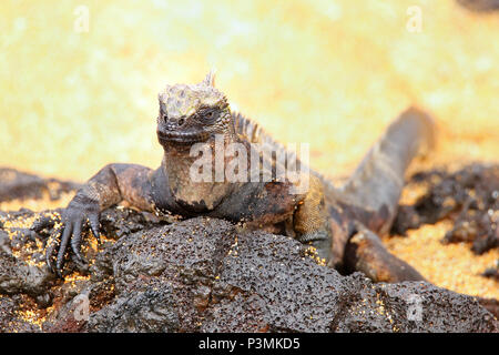 Iguane marin de l'île de Santiago au Parc National des Galapagos, Equateur. Iguane marin se trouve uniquement sur les îles Galapagos Banque D'Images