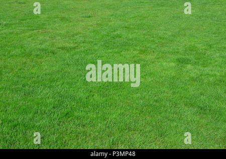 Photo du site avec même recadrée à l'herbe verte. Allée couverte de gazon ou herbe verte fraîche Banque D'Images