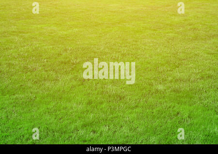 Photo du site avec même recadrée à l'herbe verte. Allée couverte de gazon ou herbe verte fraîche Banque D'Images