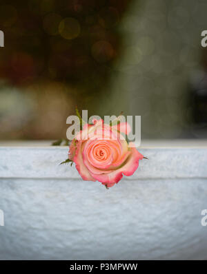 Close up photographie d'un rose corail tourné à partir de ci-dessus. Banque D'Images