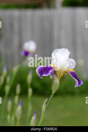 La photo en gros plan d'un livre blanc et lavande iris. Banque D'Images
