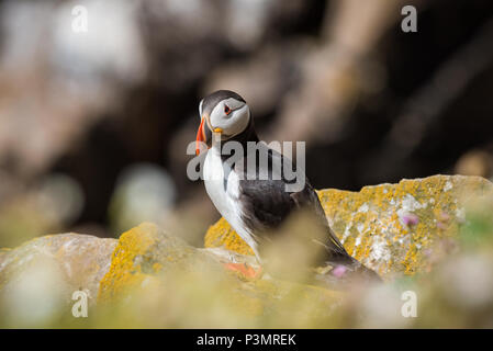 Macareux d'oiseaux sauvages de Saltee Island dans le comté de Wexford - Irlande Banque D'Images