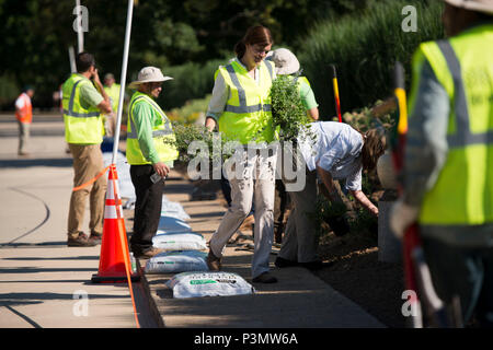 La place des bénévoles dans le Cimetière National d'Arlington's parking jardins, 11 juillet 2016 à Arlington, Va., au cours de l'Association nationale des professionnels du paysage" 20e conférence annuelle de renouvellement et de Souvenir, plus de 400 bénévoles ont travaillé sur des projets dans tout le cimetière. (U.S. Photo de l'armée par Rachel Larue/Arlington National Cemetery/libérés) Banque D'Images